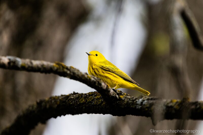 A Yellow Warbler